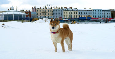 The Ultimate Winter Walkies Guide | Everything You Need to Know