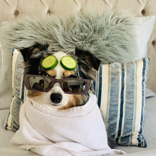 Creative Ways to Pamper Your Pet