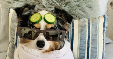 Creative Ways to Pamper Your Pet