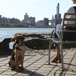 Celebrating New York's Finest For Hound & Human | National New York Day