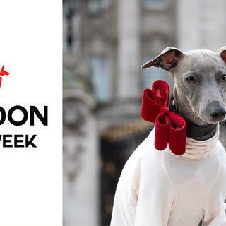 WIN HIro + Wolf prizes at London Dog Week 2019