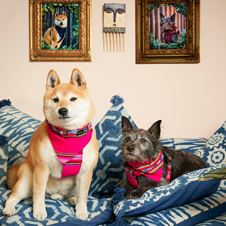 Portraits of Dogs Exhibition | London Events