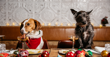 Thanksgiving Pet Safety Tips