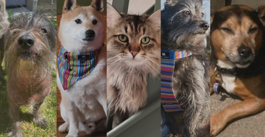 National Pet Month | Get to Know The Team's Pets