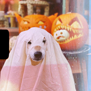 Halloween Safety Tips for Your Furry Friends