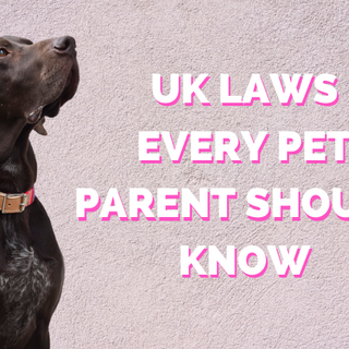 5 UK Laws Every Pet Owner Should Know