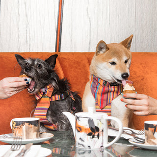 Dog Friendly Dining in Margate | A Guide to Eating and Drinking with Your Dog in Margate, Kent