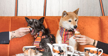 Savage Garden Dog Brunch