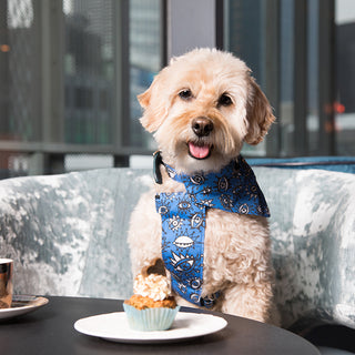 Romantic Restaurants Around the World With a Gourmet Menu For Dogs