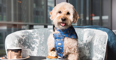 Romantic Restaurants Around the World With a Gourmet Menu For Dogs