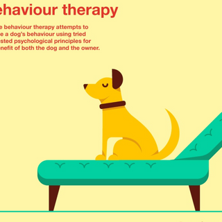 Behavioural Tips for Bringing Your Dog to Work