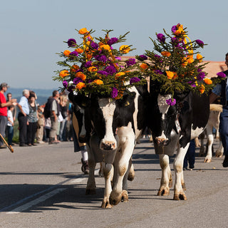 6 Amazing Animal Festivals Around the World