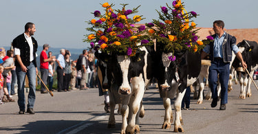 6 Amazing Animal Festivals Around the World