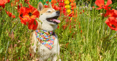 Can My Dog Get Hayfever?