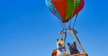 Flying High! What it means to win the Best Independent Luxury Pet Accessories Brand in London.