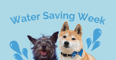 Water Saving Week | Ways Your Dog can Save Water