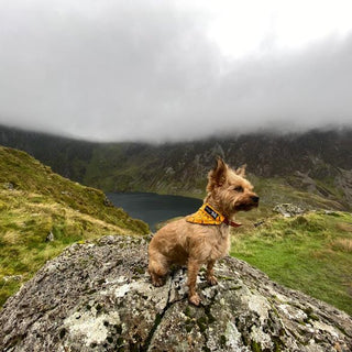 Granny Conquers Snowdonia