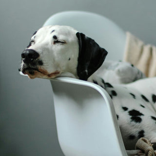 Mindfulness Moments with Your Pet