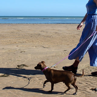 Safe Summer Walkies Guide