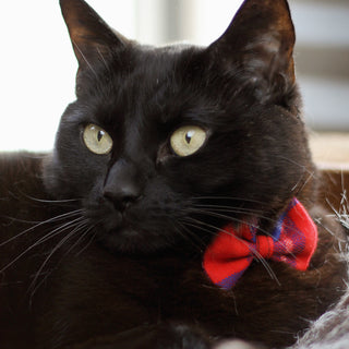 National Black Cat Day | Why You Should Adopt a Black Cat