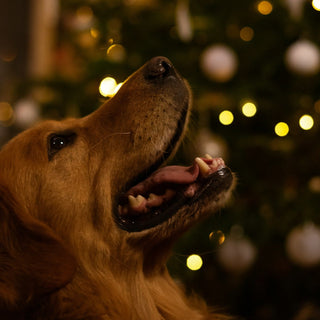 Magical Dog-Friendly Christmas Light Trails to Explore in the UK