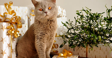 The Best Gifts for Cats 2023