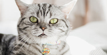 What Information to Put on Your Cat's ID Tag