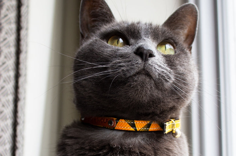 Does my Cat Need to Wear a Collar? Hiro + Wolf
