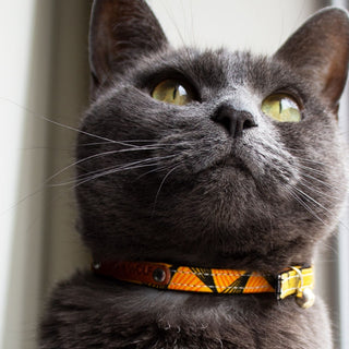 Does my Cat Need to Wear a Collar?