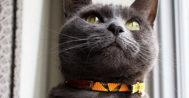 Does my Cat Need to Wear a Collar?