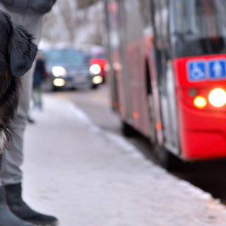 Top Tips for Taking Your Pet on Public Transport