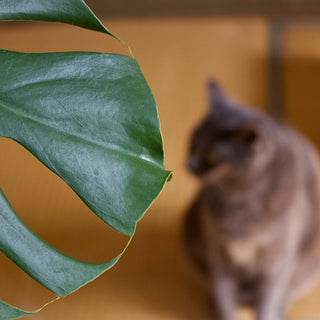 10 Best Cat-Friendly House Plants