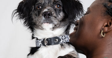 Choosing the Right Puppy Collar