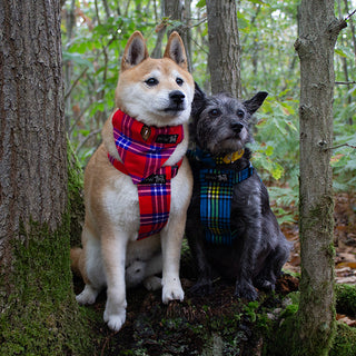 Must-Have Autumn Trends for Stylish Pets