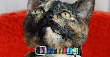 The Ultimate Cat Collar Guide