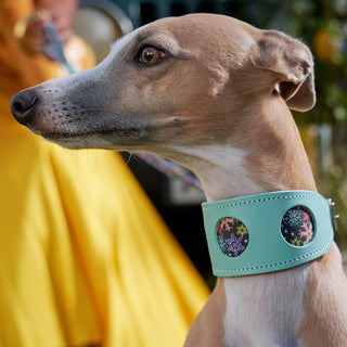 The History of The Dog Collar