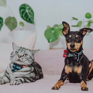 Pet Safe Houseplants | #HouseplantWeekUK