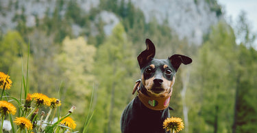 Top 5 Eco-Friendly Dog Accessories for 2025