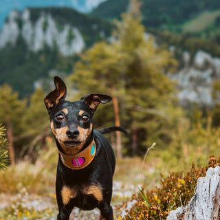 A Brief History of Pet Dogs in England