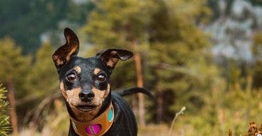 A Brief History of Pet Dogs in England