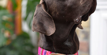 How to Choose the Perfect Dog Collar for Your Breed and Size