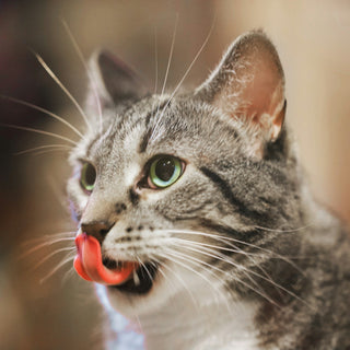 Raw Cat Food: A Beginners Guide