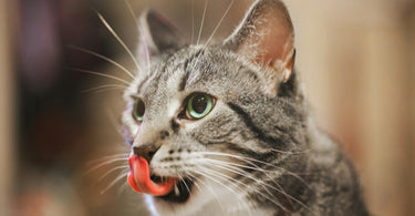 Raw Cat Food: A Beginners Guide