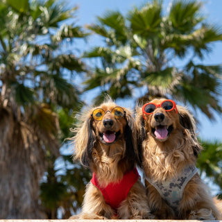 Hot Weather Survival Guide | Keeping Your Pet Cool and Happy