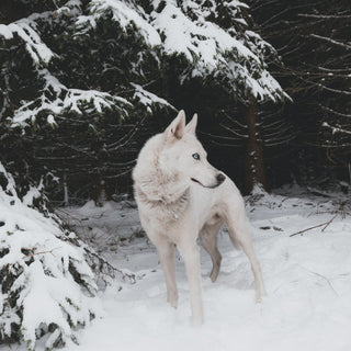 40 Winter-Inspired Dog Names