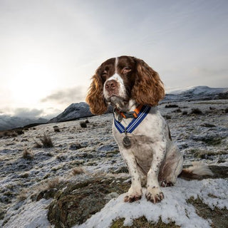 Max the Miracle Dog | The First Pet to Receive PDSA Order of Merit