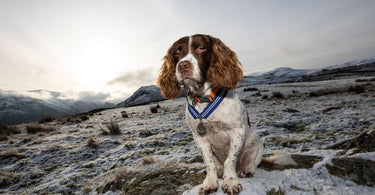 Max the Miracle Dog | The First Pet to Receive PDSA Order of Merit