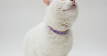 How to Put a Collar on Your Cat