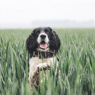 Celebrating Organic September with Your Pet