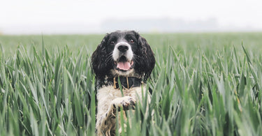 Celebrating Organic September with Your Pet